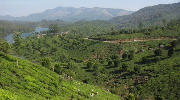 Kerala - La route des épices